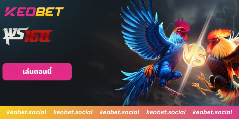 สัมผัสความมันส์ไก่เดือยมีดส่งตรงจากฟิลิปปินส์