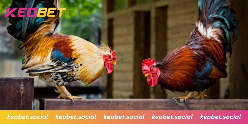 รวมทุกรูปแบบการชนจากสนามดังทั่วโลกในที่เดียว